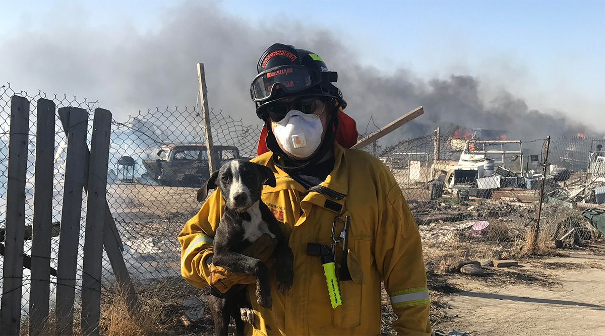 pelican professional blog roy pena firefighter dog rescue